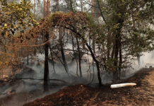 El incendio de Fontainebleau (Francia) contenido tras quemar algo más de 2.000 hectáreas