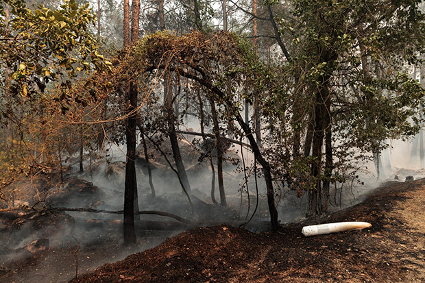 El fuego en el bosque de Fontainebleau, cerca de París, arrasa más de 1.900 hectáreas