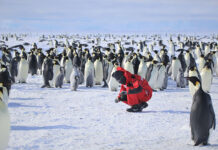 El número de crías de pingüinos en la isla Coulman (Antártida) disminuyó un 69 % en 2025