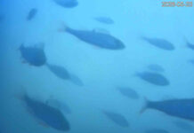 El «timbre» para abrir compuertas a los peces en Países Bajos que engancha al mundo