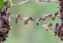 Feromonas de una abeja reina tropical deciden si las hijas se quedan a su lado de obreras