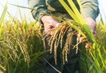 Fevearroz plantea mesas de trabajo y consultas técnicas para fijar nuevos precios a nivel de productor