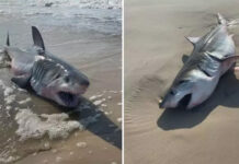 Hallan muerto un tiburón de cuatro metros en una playa del centro de Italia