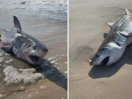 Hallan muerto un tiburón de cuatro metros en una playa del centro de Italia