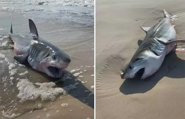 Hallan muerto un tiburón de cuatro metros en una playa del centro de Italia