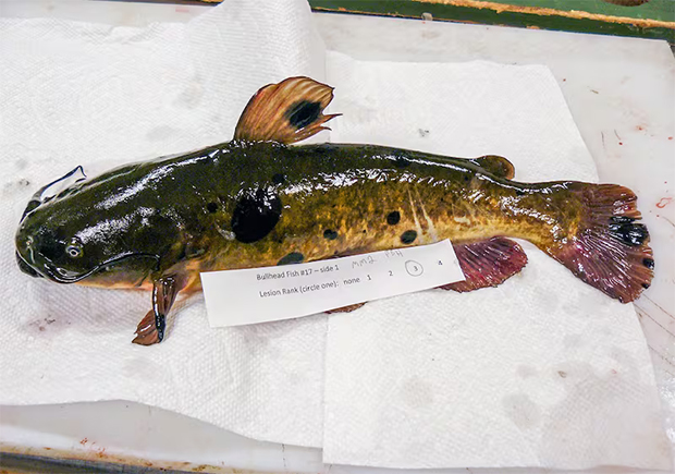 Identifican un cáncer transmisible entre peces, el cuarto documentado en animales