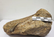Investigadores registran por primera vez un fósil de dinosaurio en la Amazonía de Ecuador