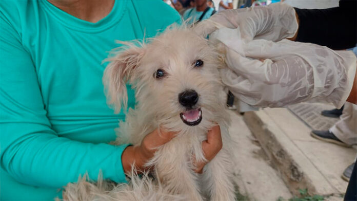 Jornada-de-salud-veterinaria-en