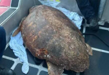 La Guardia Costera rescata una tortuga boba de unos 80 años en los Cayos de Florida