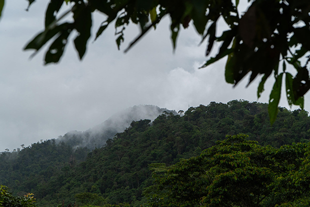 La cultura y conocimientos de la Amazonía, en peligro por la pérdida de especies vegetales