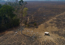La deforestación en la Amazonía brasileña cae un 38 % en el primer semestre