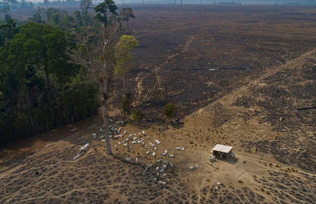 La-deforestación-en-la-Amazonía-brasileña