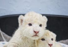 Leoncitos blancos del Zoológico Las Delicias superaron los 3 kilos de peso