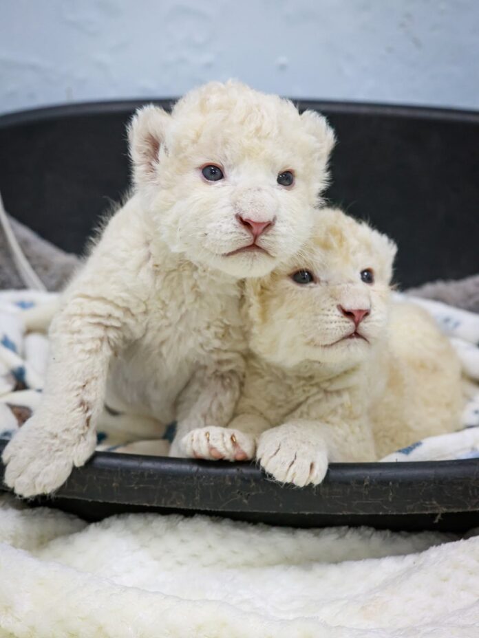 Leoncitos blancos del Zoológico Las Delicias superaron los 3 kilos de peso (Región)