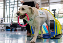 Los perros doctores que ayudan a controlar el dolor crónico en pionera terapia en Chile