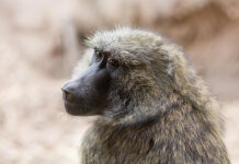 Los primates poseen intuición geométrica, con un origen similar al humano