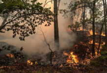 Más de un centenar de arrestos en Francia por los incendios forestales de este año