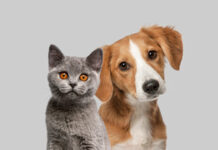 ¿Por qué los perros y gatos sacuden la cabeza?
