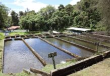 Producción de trucha en la Estación La Mucuy alcanza las 10 toneladas por año