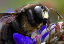 Registran 3 especies de abejas carpinteras en Ecuador nunca antes documentadas en el país