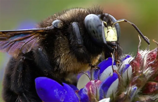 Registran 3 especies de abejas carpinteras en Ecuador nunca antes documentadas en el país