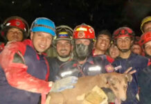 Se han rescatado más de 600 mascotas entre los escombros tras el doblete sísmico