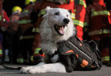 Tutor de Tsunami promueve creación de brigada canina de rescaTE