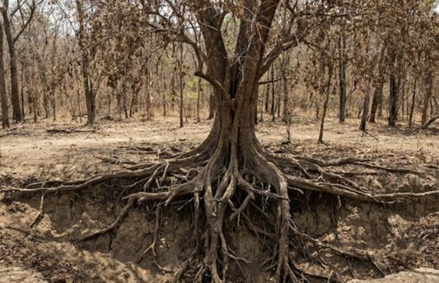 Un estudio revela cómo resisten la sequía los árboles gigantes del sudeste asiático