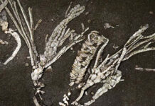 Un fósil de 450 millones de años revela secretos ocultos de los océanos primitivos