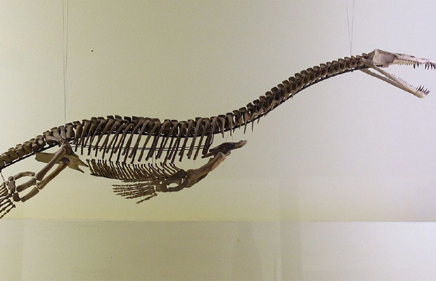 Un fósil permite identificar los órganos internos de un reptil marino prehistórico