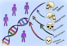 Un nuevo enfoque computacional identifica ADN humano heredado de ancestros «fantasma»