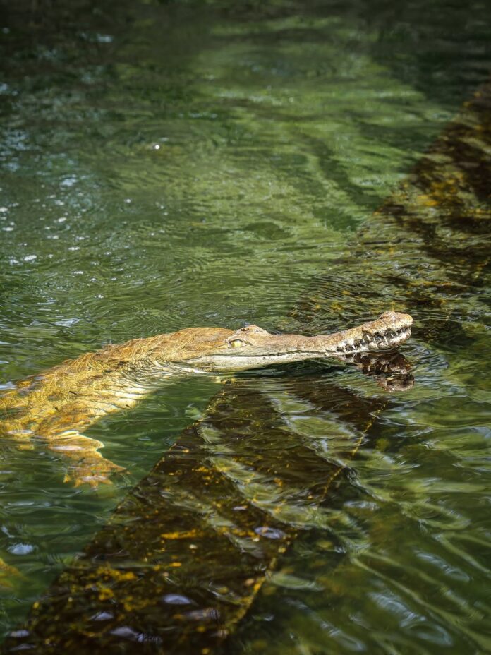 Zoológico Las Delicias recibe dos ejemplares de Caimán del Orinoco REGION