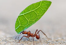 5 formas en las que los insectos toman decisiones y resuelven problemas