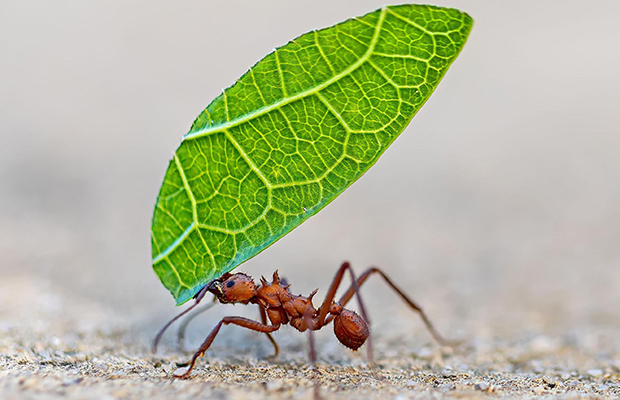5 formas en las que los insectos toman decisiones y resuelven problemas