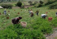 Agricultores de los Andes advierten sobre daños en sus cosechas por efectos del «Super Niño»