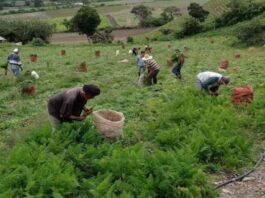 Agricultores de los Andes advierten sobre daños en sus cosechas por efectos del «Super Niño»