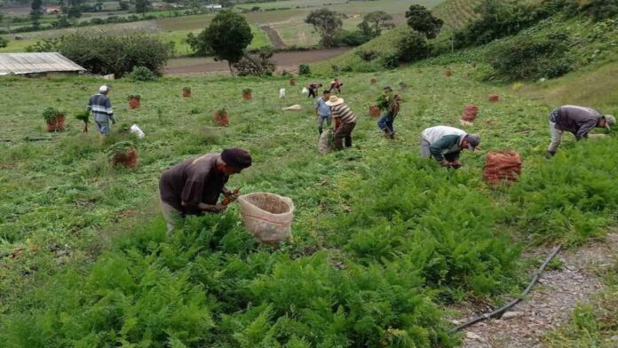 Agricultores de los Andes advierten sobre daños en sus cosechas por efectos del «Super Niño»