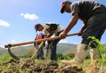 Autoridades establecen acuerdos estructurales para producción de ciclo invierno 2026