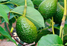 Beneficios de consumir las hojas de aguacate