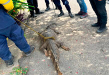 Capturaron a un caimán cerca de una escuela en Guárico