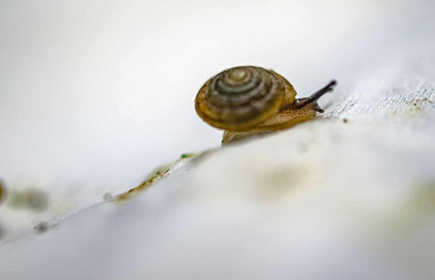 Caracoles habrían llegado a la Antártica viajando sobre macroalgas, según investigación