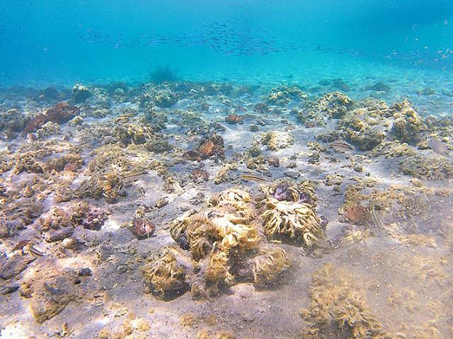 Científicas venezolanas evalúan impacto de coral invasor en Mochima