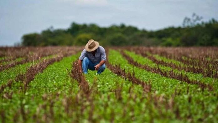 Confederación de Agricultores reporta 180.000 hectáreas cultivadas con sorgo