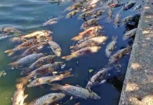 Decenas de peces aparecen muertos en lago al oeste de Londres
