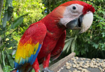 Desarrollan una herramienta digital para combatir la caza furtiva de loros en México