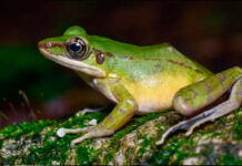 Describen cuatro nuevas especies de ranas en la provincia ecuatoriana del Carchi