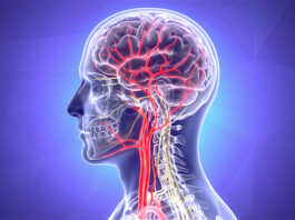 Descubren células inmunitarias que protegen el cerebro en la enfermedad de Alzheimer