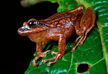 Descubren cuatro nuevas especies de ranas en el norte de la Amazonía peruana