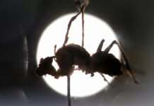Descubren en México seis “hongos zombis”, uno bautizado en honor a Guillermo del Toro