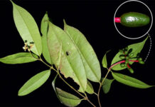 Descubren en selva central de Perú primera especie de planta Neea después de casi un siglo